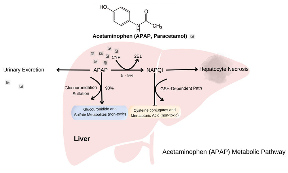 APAP Metabolic Pathway